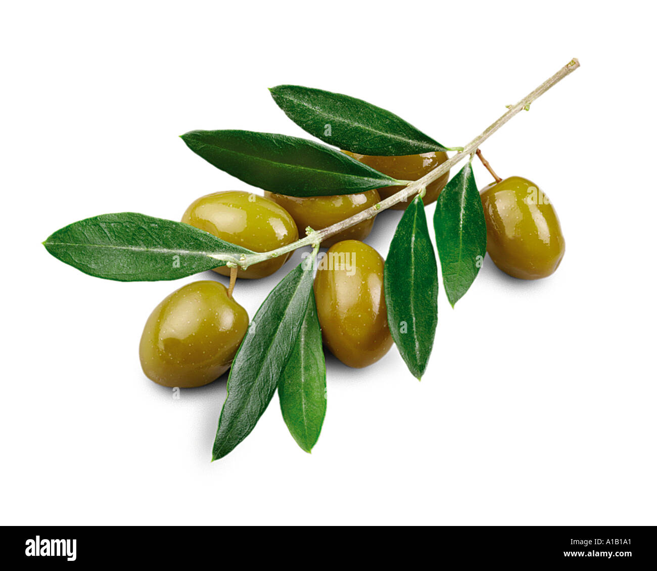 grüne Oliven am Zweig Stockfoto