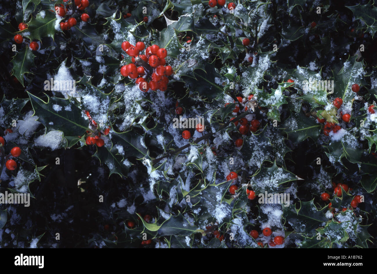 Holly mit Schneedecke Stockfoto