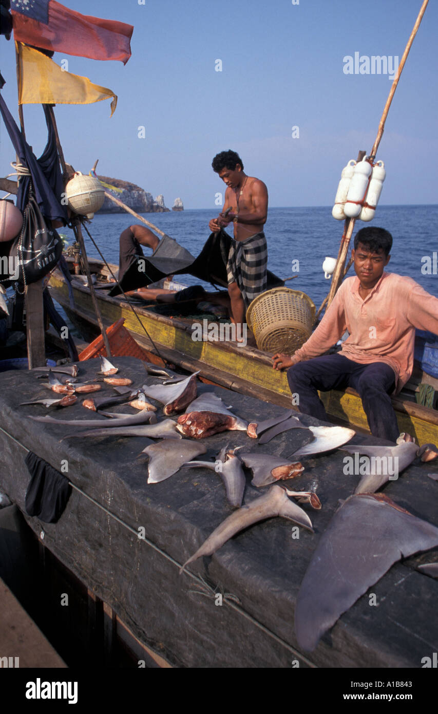 lv636. Hai-FINNING-flossen verschiedener Arten BURMA MYANMAR indischen Ozean. Foto Copyright Brandon Cole Stockfoto