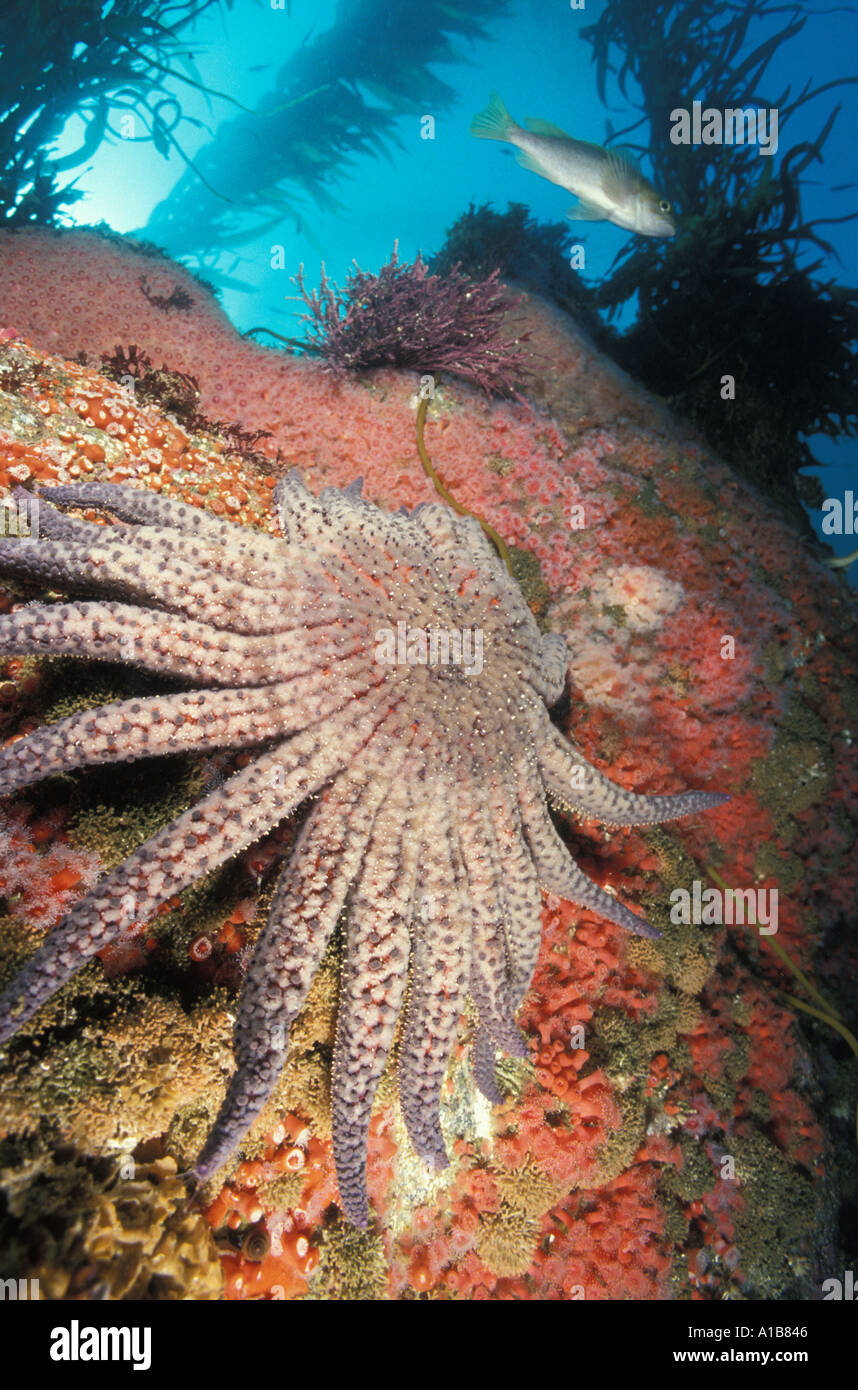 Riesen Sonnenblumen SEA STAR Pycnopodia Helianthoides Kalifornien USA Pazifik. Foto Copyright Brandon Cole Stockfoto