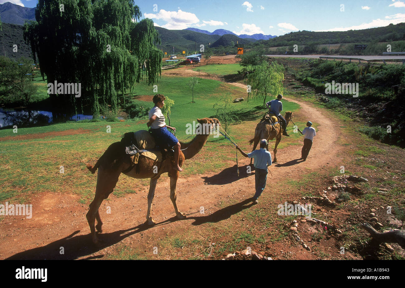 Cango Kamele Safari Ranch ein Evrard Stockfoto