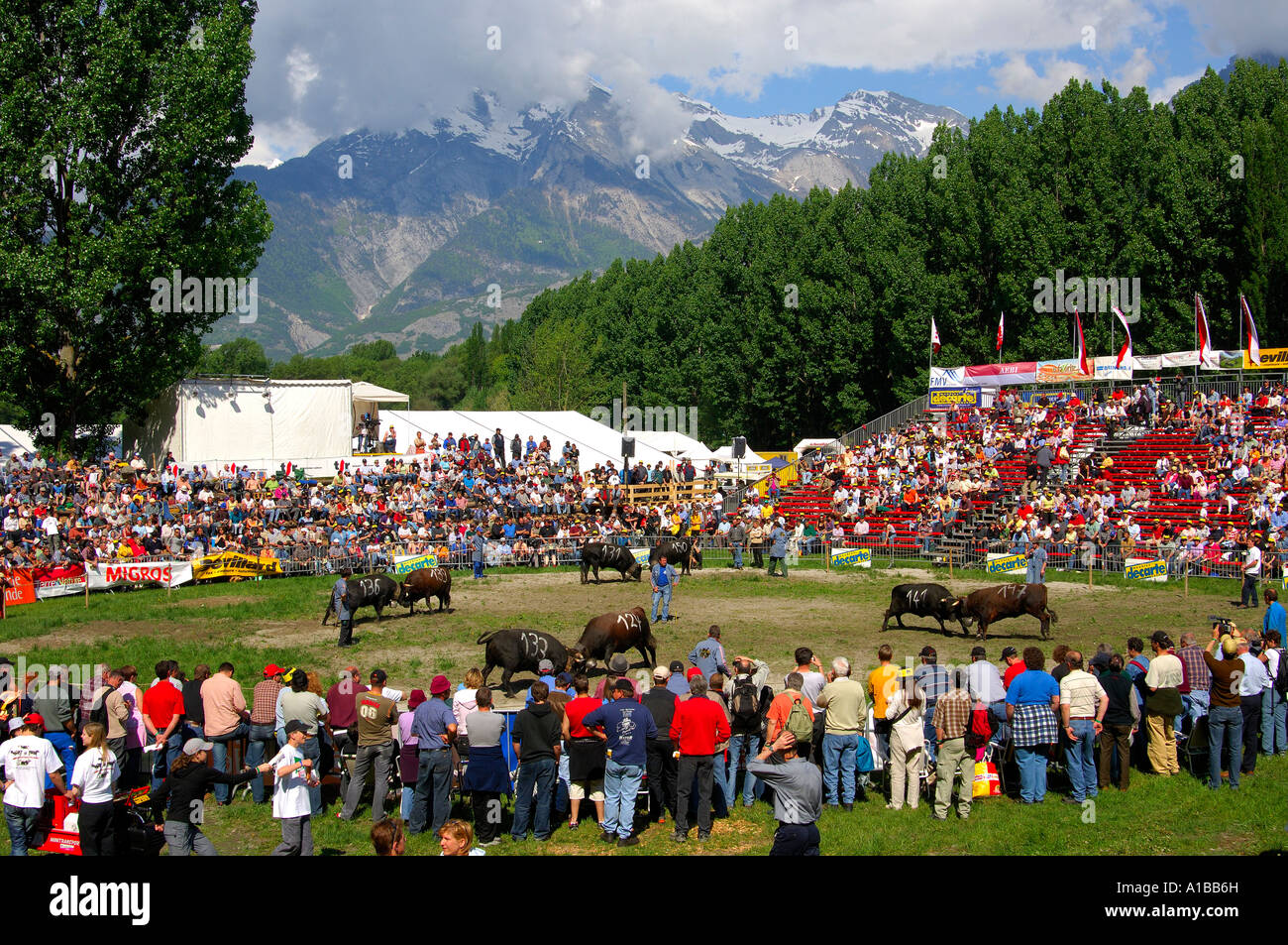 Schweizer Kuhkämpfe, Kuh Kampfarena Aproz, Wallis, Schweiz Stockfoto