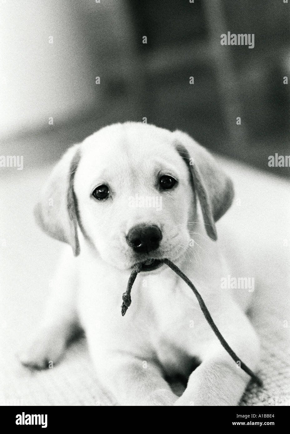 gelber Labradorwelpe spielt mit einem Schnürsenkel Stockfoto