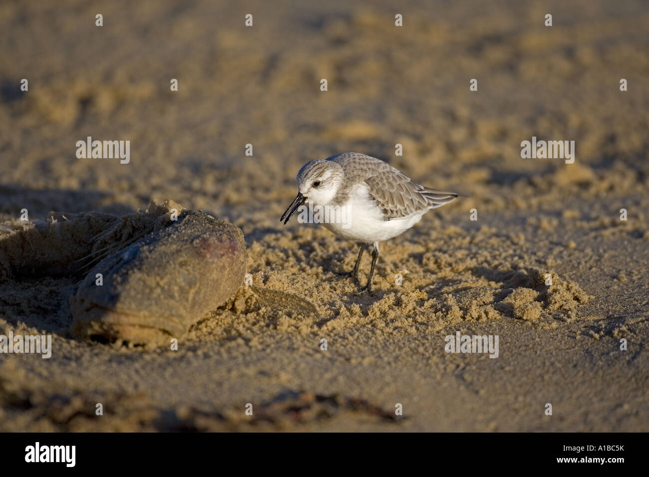 Sanderling Calidris alba Fütterung auf North Norfolk Strand im Winter Stockfoto