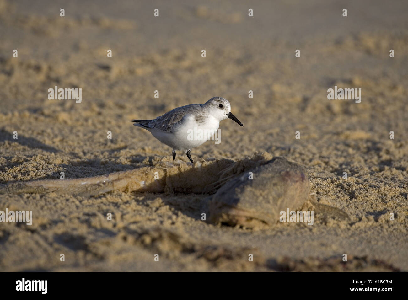 Sanderling Calidris alba Fütterung auf North Norfolk Strand im Winter Stockfoto
