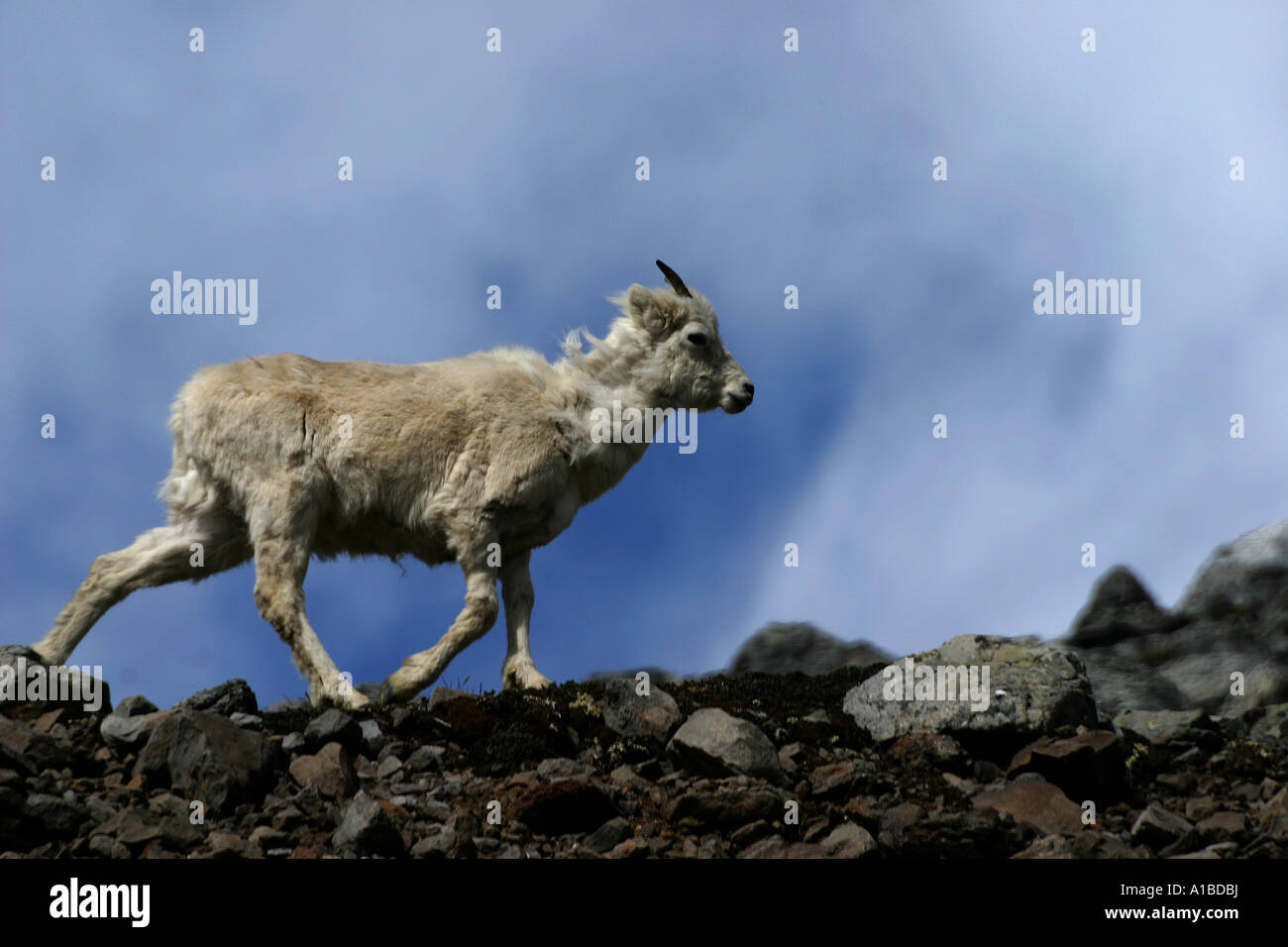 Eine weibliche Dall-Schafe (Ovis Dalli) Spaziergänge entlang einer felsigen Grat in der Brooks Range in Alaska. Stockfoto