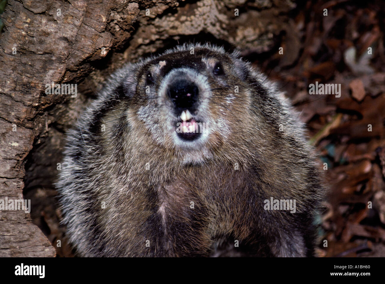 Murmeltier grüßt das Murmeltier, Marmota Monax übernimmt defensive Haltung innerhalb ihrer hohlen Log Missouri USA USA Stockfoto