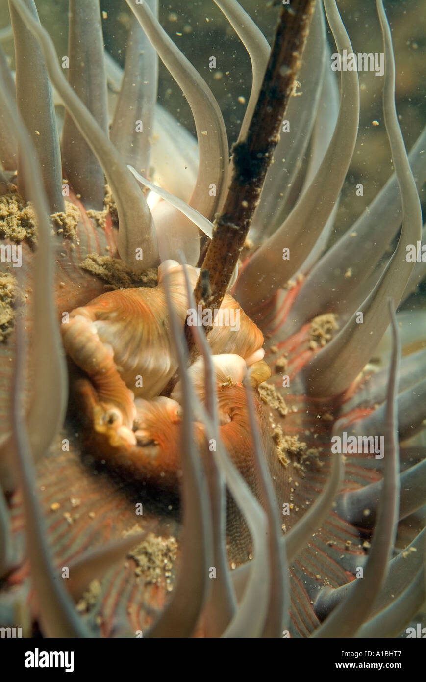 Dahlie Anemone (Urticina Felina) in sandigen Meeresboden. Stockfoto