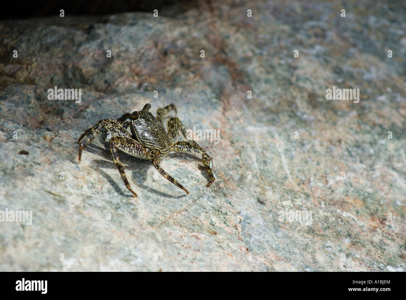 Barbados, die Krabben am Ufer springen Felsen Süd-West-Küste in der Nähe von Oistins Stockfoto