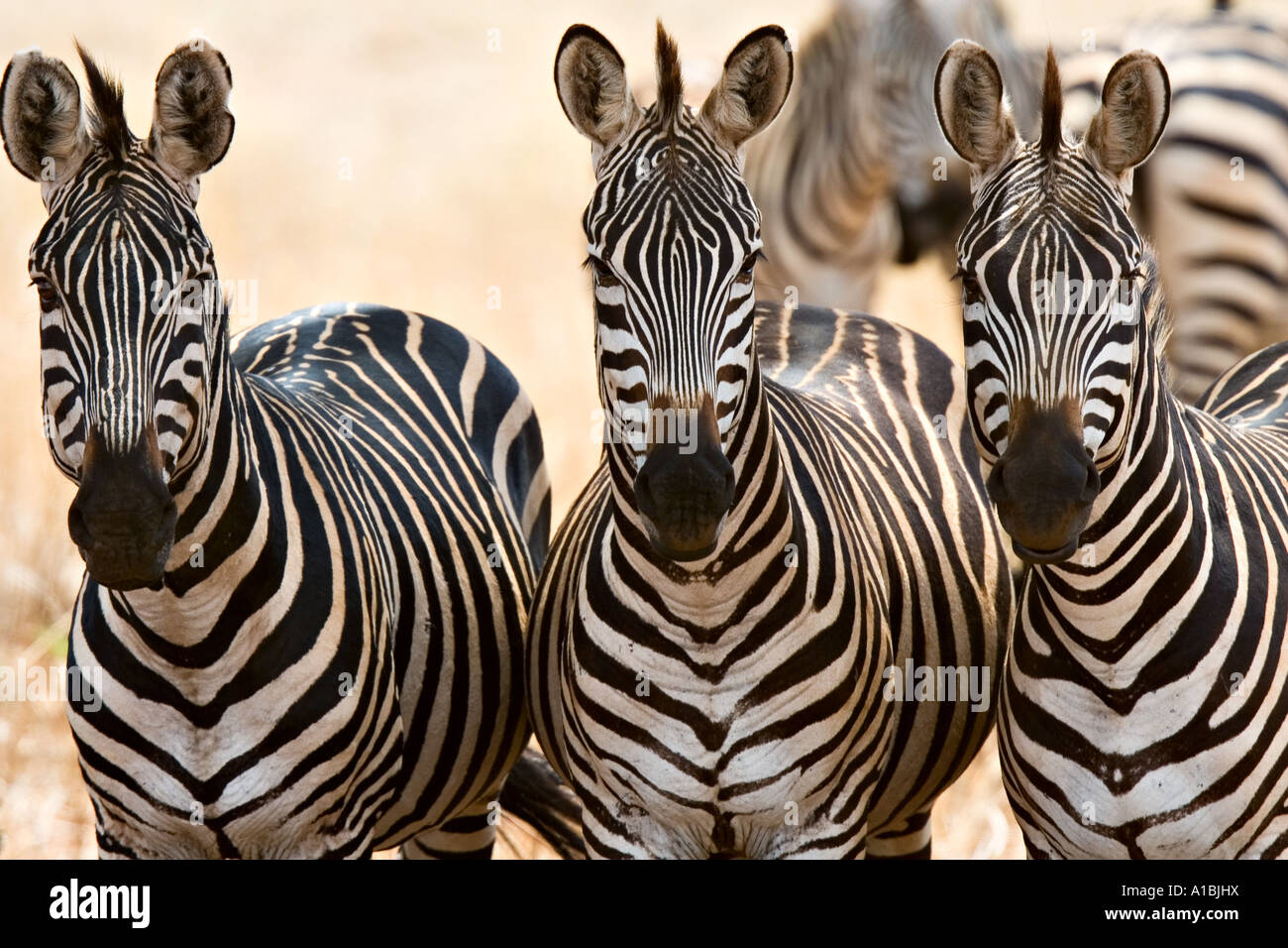 Boehmi Zebras (Equus Quagga Boehmi) in Tarangire National Park, Tansania, Afrika Stockfoto