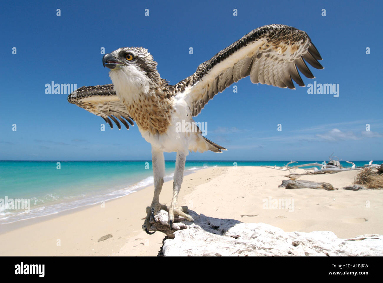 Ein Fischadler Küken auf einem idyllischen tropischen Strand in der Nähe von Australien s Great Barrier Reef seine Flügel ausbreitet Stockfoto