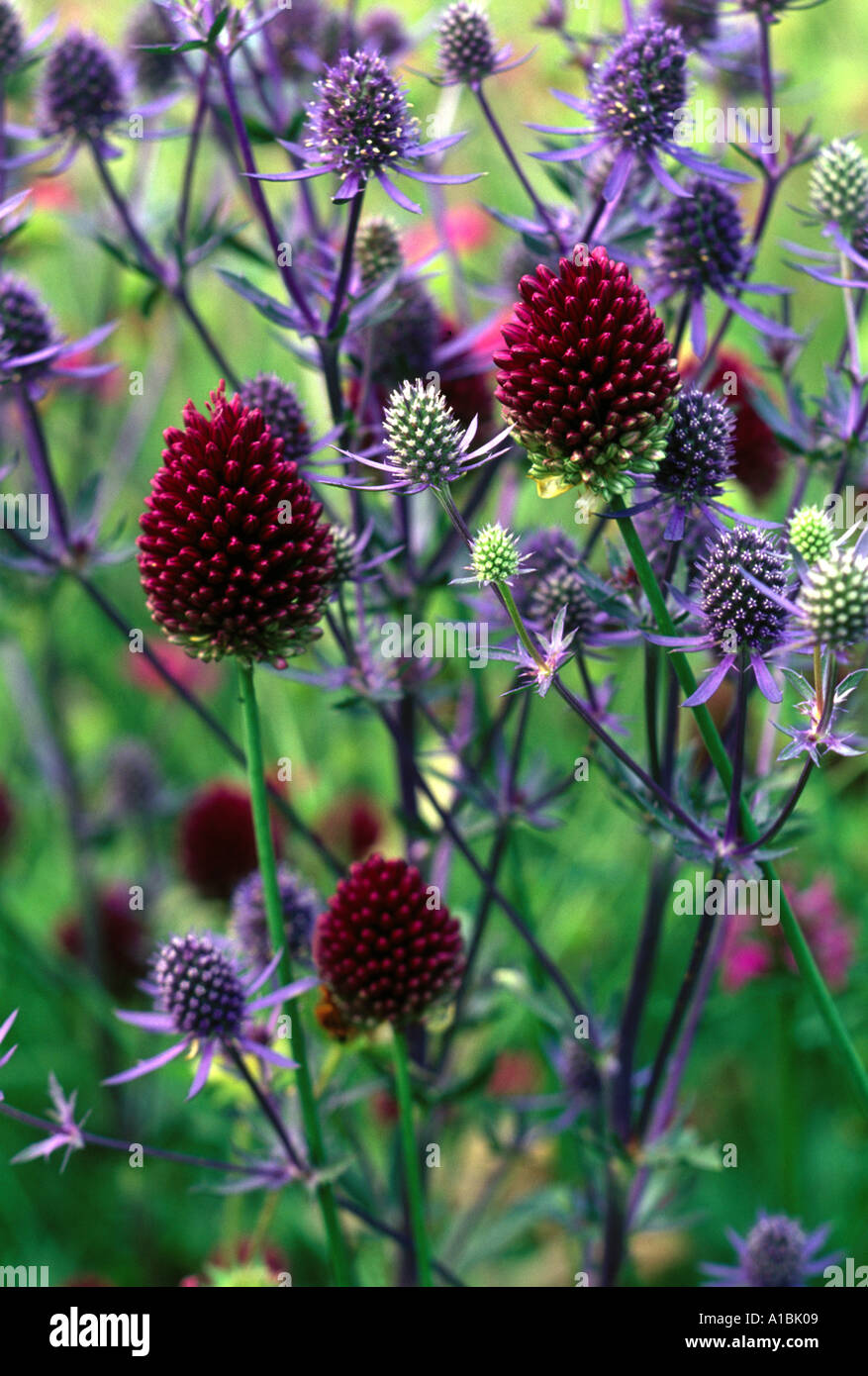 Alium Sphaerocephalon Eryngium Credt Sticky Wicket Dorset Stockfoto