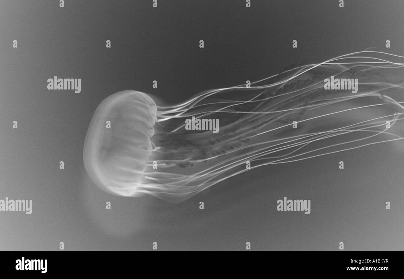 Eine schwarze und weiße Röntgenaufnahme einer Qualle Meer Brennnessel im aquarium Stockfoto
