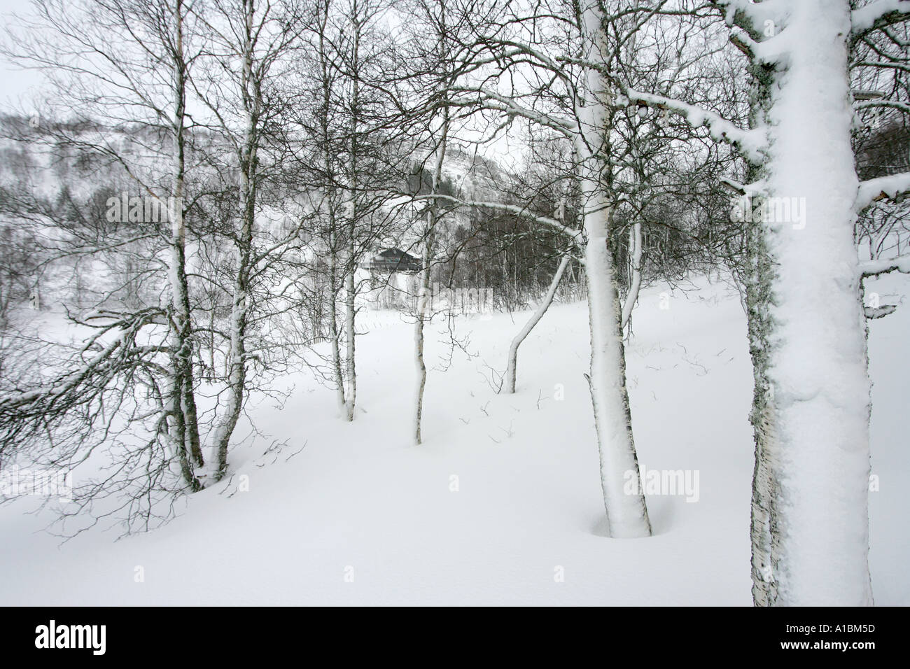 Ferienhaus im Winterwald Stockfoto