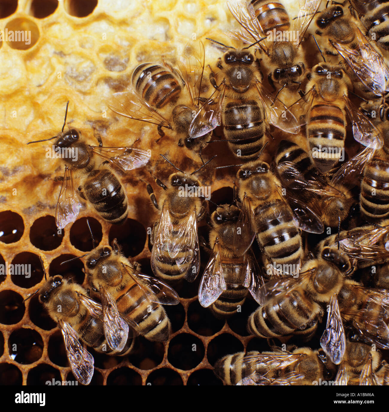 Hive Bienen Waben / Apis Mellifera Mellifera Stockfoto