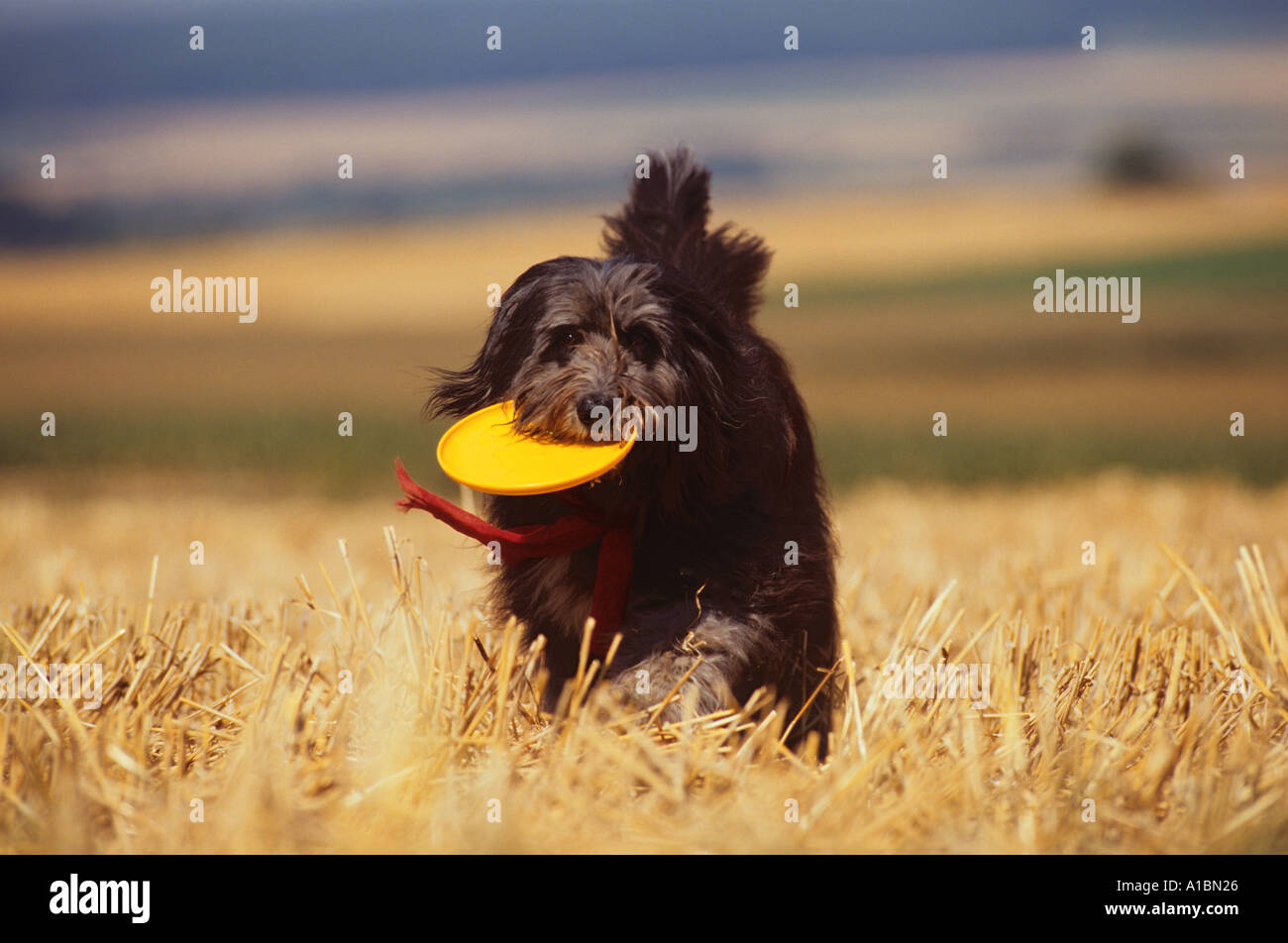 Abrufen von Frisbee Hund Stockfoto