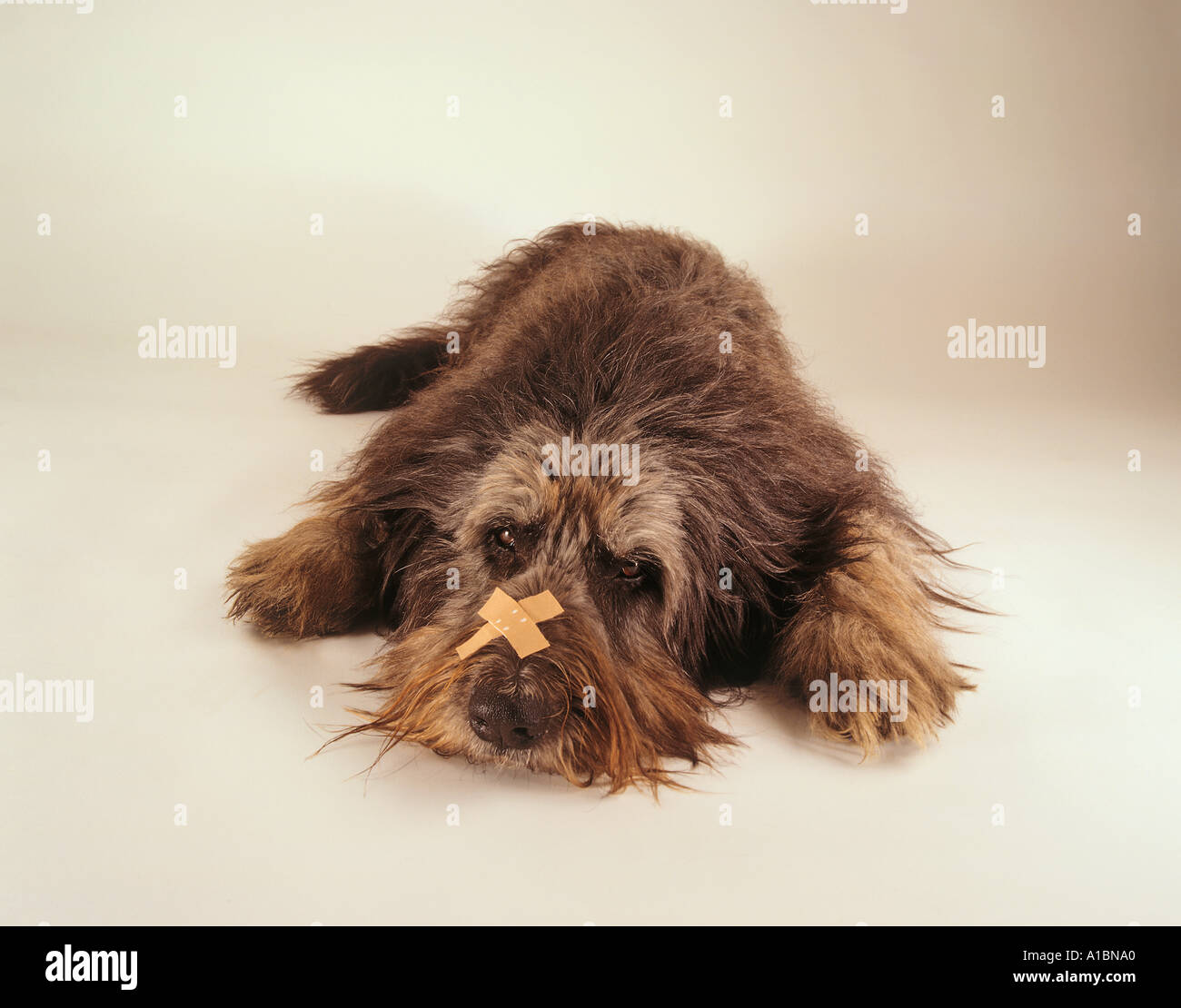 Haushund, Dackelmischung, liegender Hund mit einem Gips auf dem Maul. Ausschnitt vor weißem Hintergrund Stockfoto
