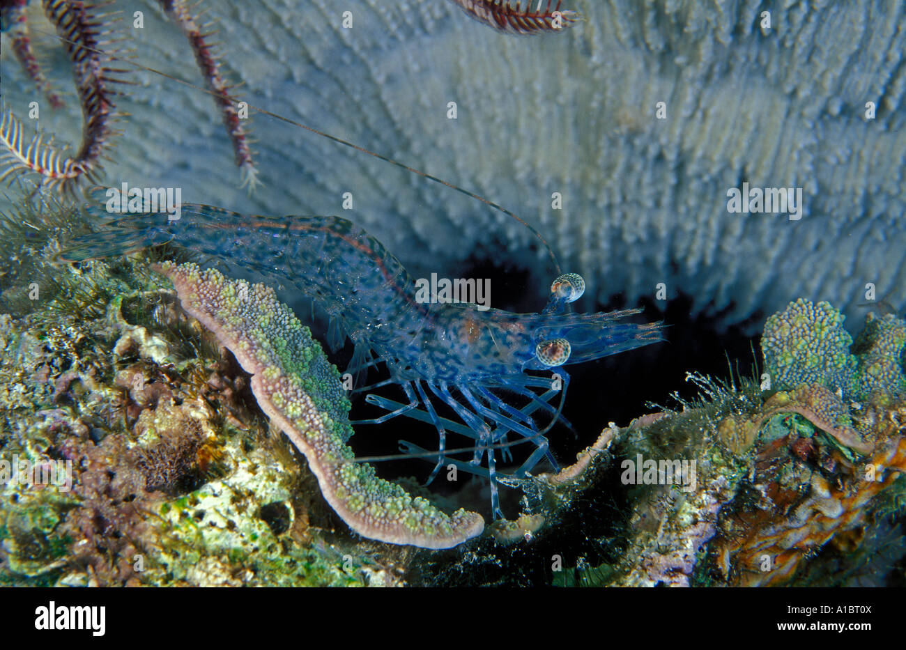 Penaid Garnelen Peanaeidae sp Sulawesi Indonesien Stockfoto