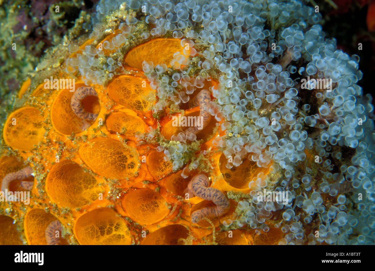 Seescheiden auf einem Schwamm Clavellina sp Coron Philippinen Stockfoto