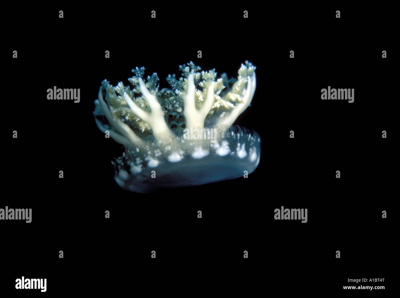 Upside-down Jelyfish Cassiopea Medusen Coron Philippinen Stockfoto