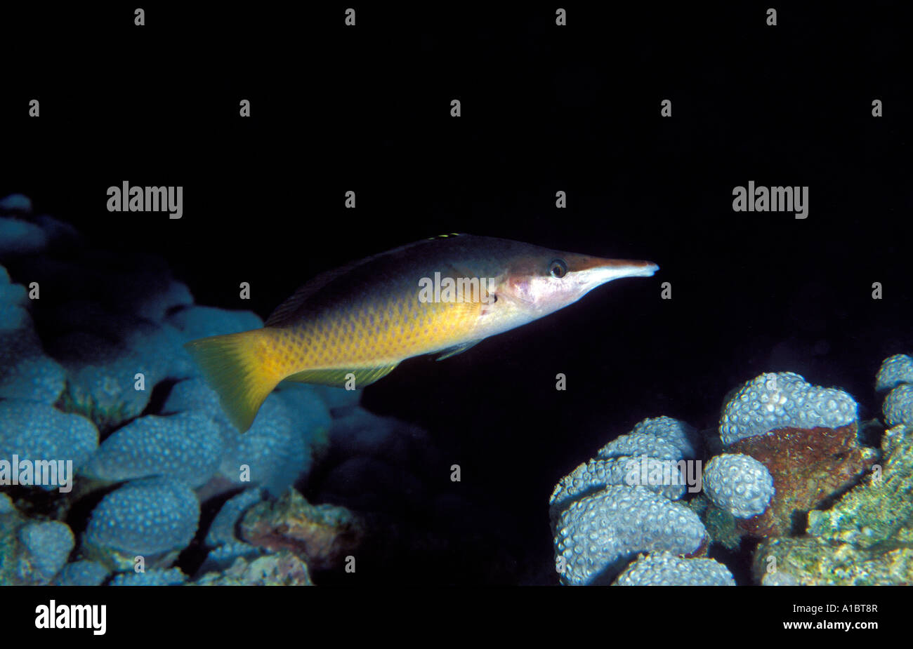 Weibliche Vogel Lippfisch Gomphosus Varius Ägypten Rotes Meer Stockfoto