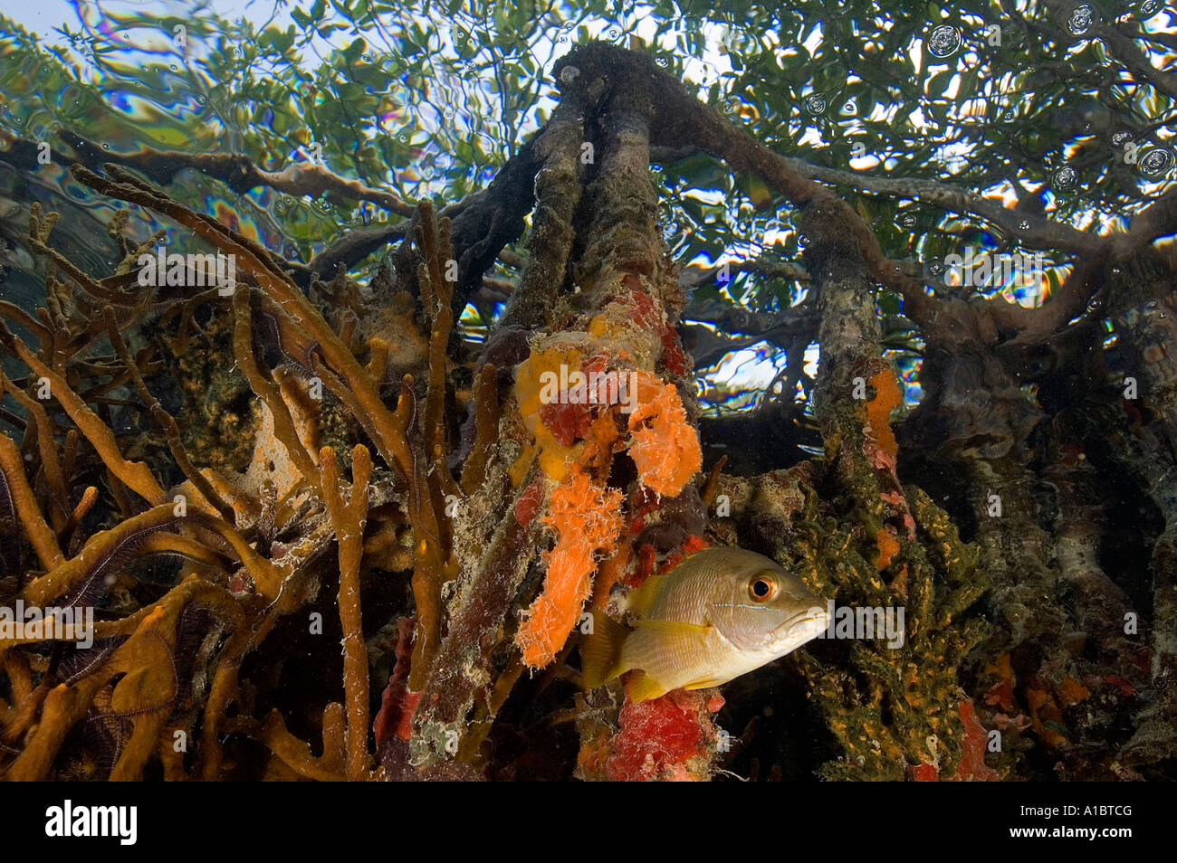 Schnapper Lutjanus Apadus unter bunten Mangrovewurzeln Tabak Cay Belize Stockfoto