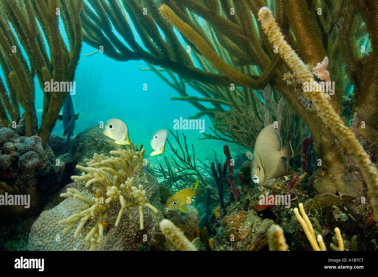 Riff-malerisch mit Foureye Falterfische Chaetodontidae Capistratus und grauen Kaiserfisch-Pomacanthus Arcuatus Tabak Cay Belize Stockfoto