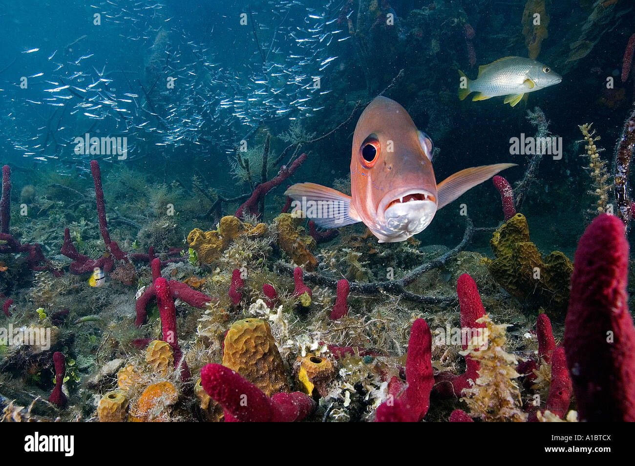 Schnapper Lutjanus Apadus unter bunten Mangrovewurzeln Tabak Cay Belize Stockfoto