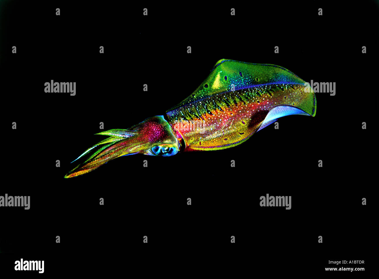 Tintenfisch, Sepiotheuthis Lessoniana, Rotes Meer-Ägypten Stockfoto