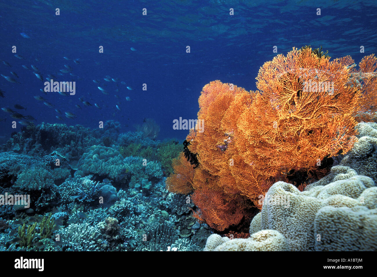 Gorgonien und Weichkorallen Sulawesi Indonesien Stockfoto