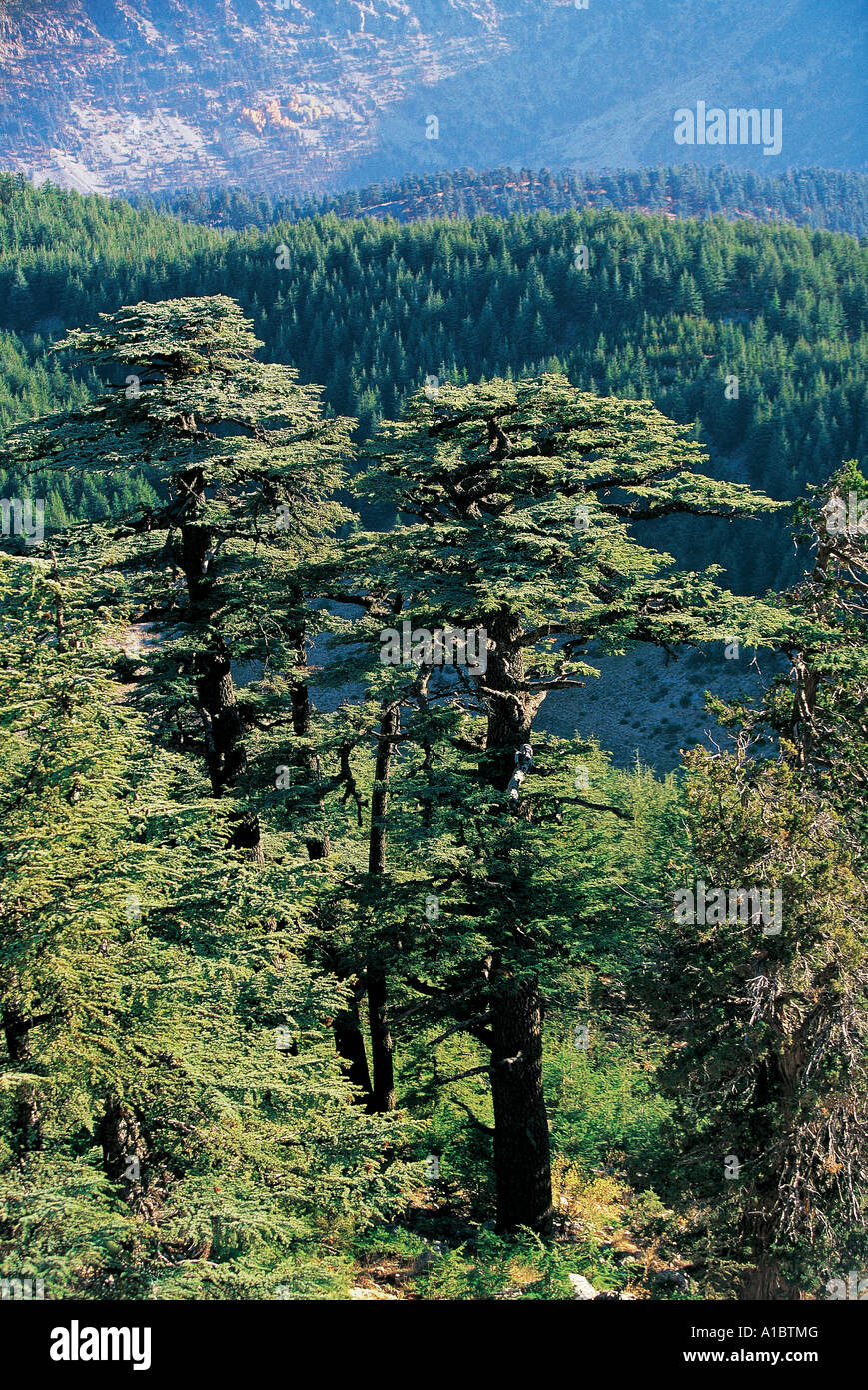 Zedern im Taurusgebirge, Elmali Antalya Türkei. Stockfoto