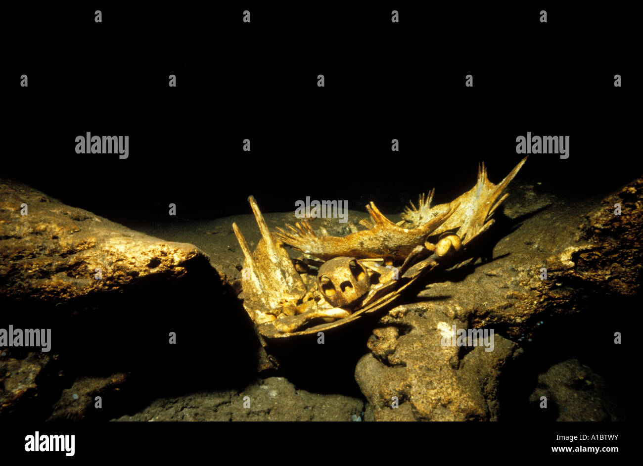 Schildkröte-Skelett in einer Höhle der Insel Sipadan Malaysia Stockfoto