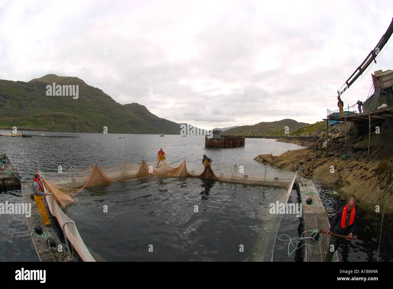 Celtic Atlantic Salmon Ltd Killary Irland Hafenarbeiter in den Transport-Käfigen bringen Lachse an die Oberfläche kurz vor harves Stockfoto