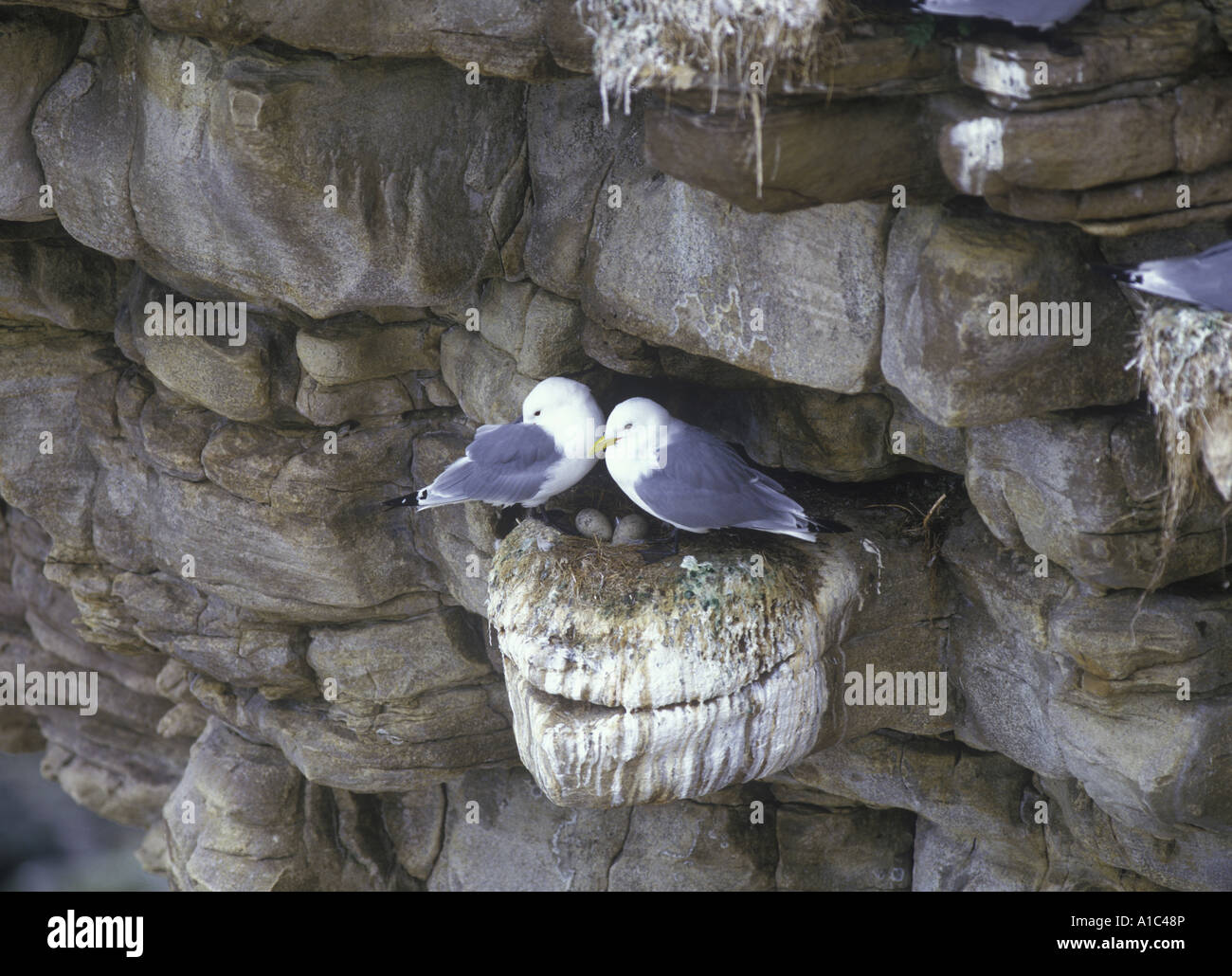 Kittiwake Rissa Tridactyla Nahaufnahme von zwei am Nest Ei im nest Stockfoto