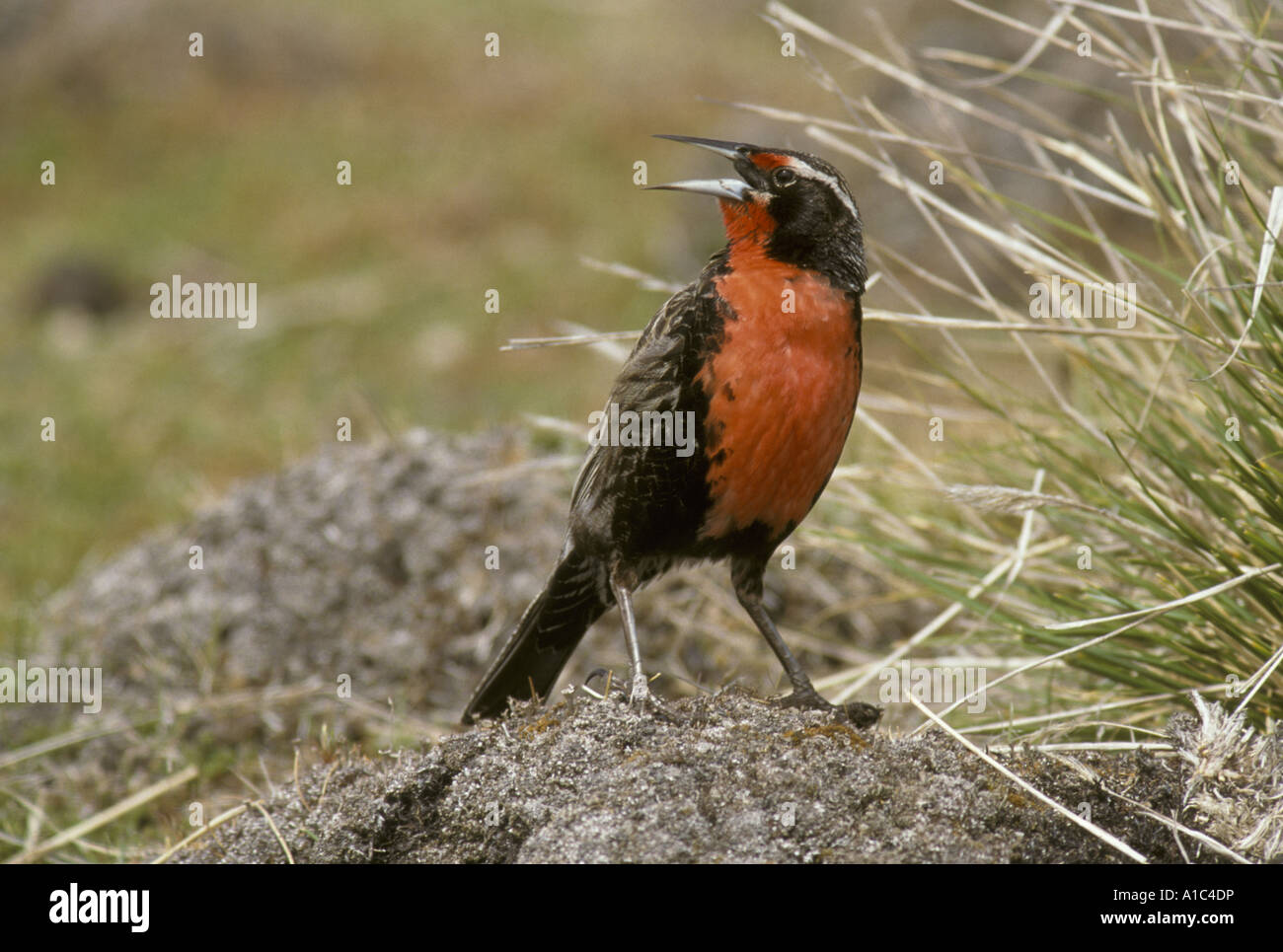 Lange tailed Meadow Lark Sturnella Loyca Gesang Falkland-Inseln Stockfoto