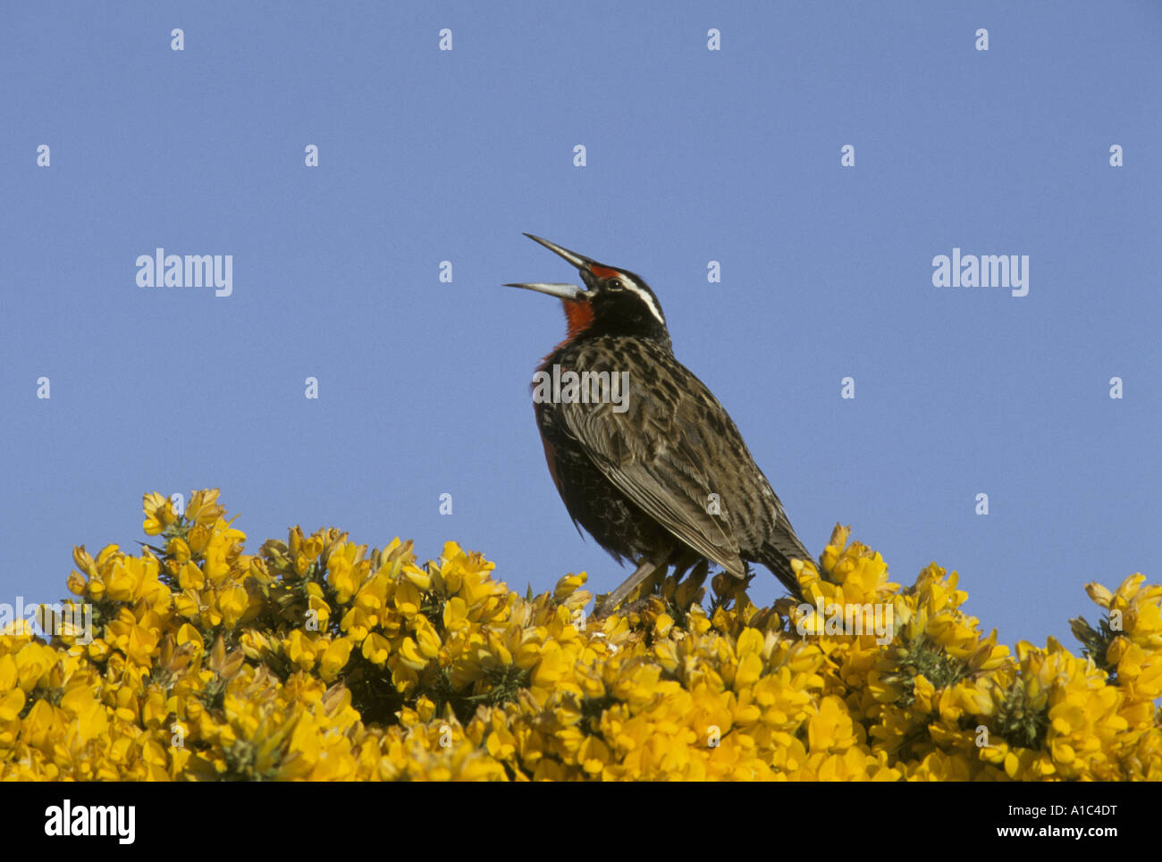 Lange tailed Wiese Lerche Sturnella Loyca Gesang Falkland-Inseln Stockfoto