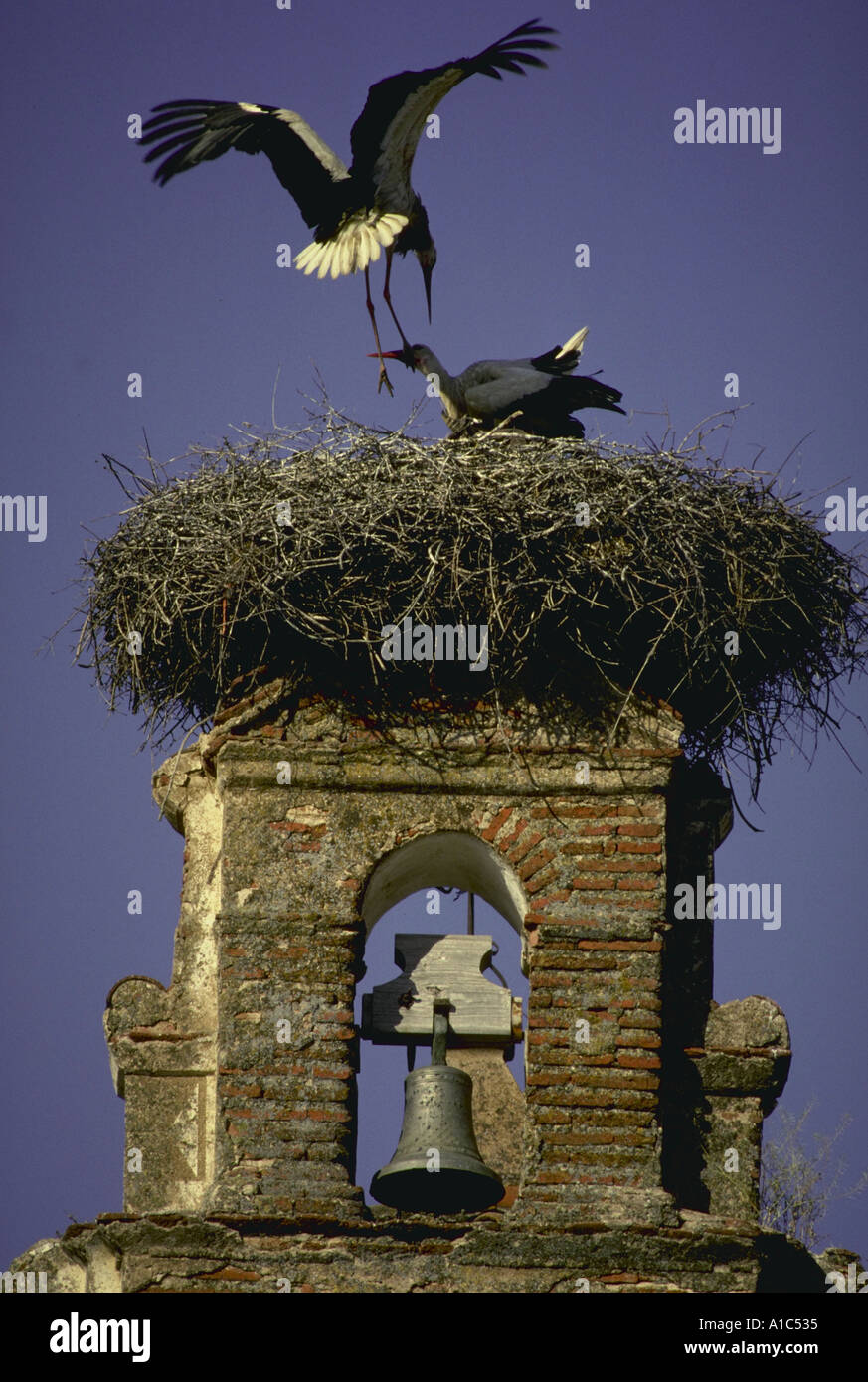 Ciguenas Störche Nest auf dem Turm Torre Jerez Jerez in Zafra Spanien diese Störche sind eine geschützte Tierart in Spanien Stockfoto