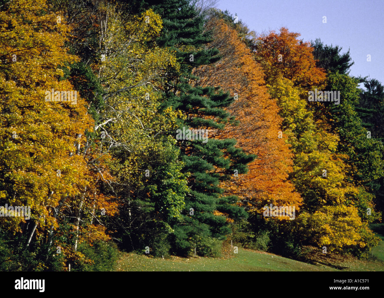 Buntes Herbstlaub in Lakeville, Connecticut Stockfoto