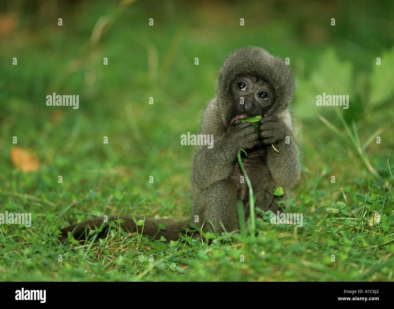 gemeinsamen wollige Affen Cub sitzen auf der Wiese kaute Lagothrix lagothricha Stockfoto