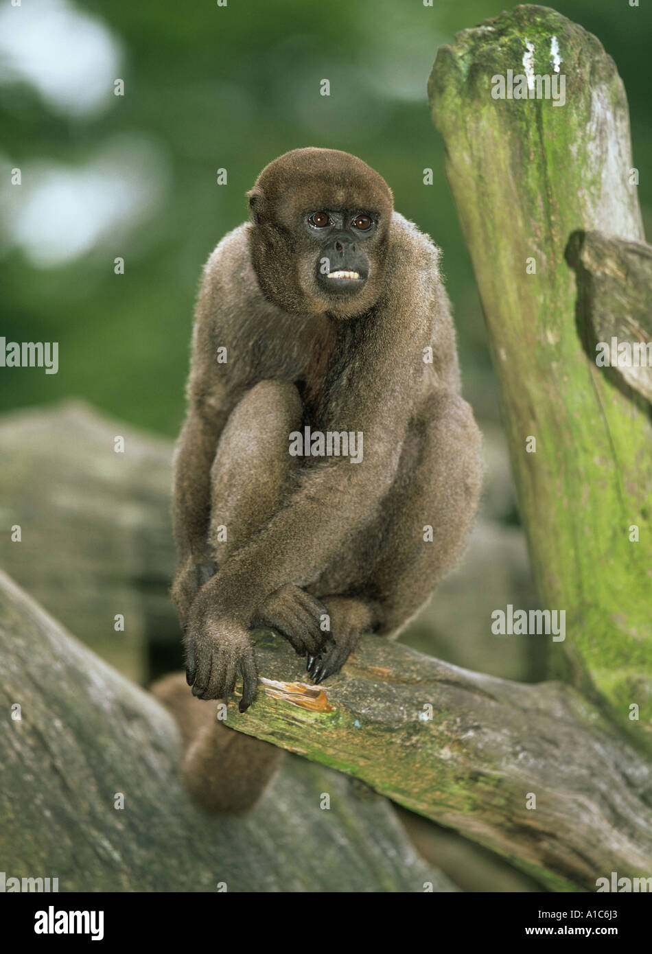 gemeinsamen wollige Affen Lagothrix lagothricha Stockfoto