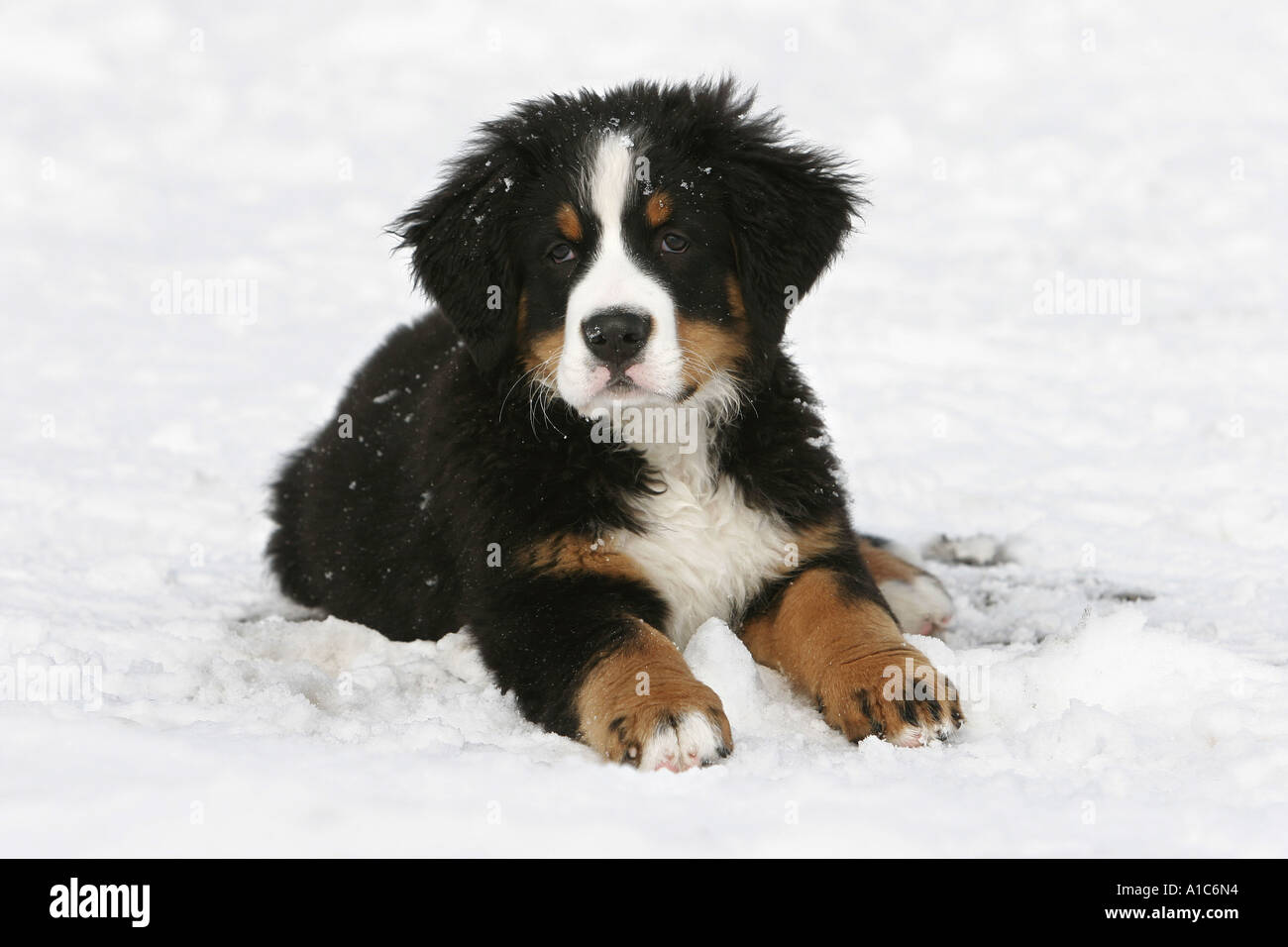 Berner Sennenhund Welpen im Schnee liegend Stockfotografie - Alamy