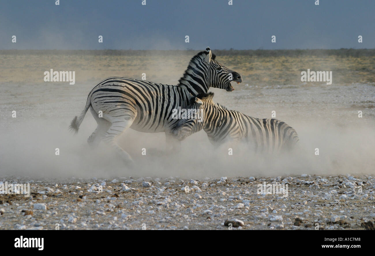 Zwei Burchell Zebra-Hengste an Newbrownii Wasserloch, Etosha Nationalpark, Namibia, Afrika zu kämpfen. Stockfoto