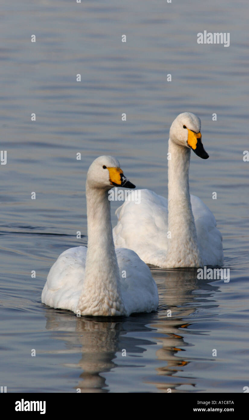 Whooper Schwan paar Stockfoto