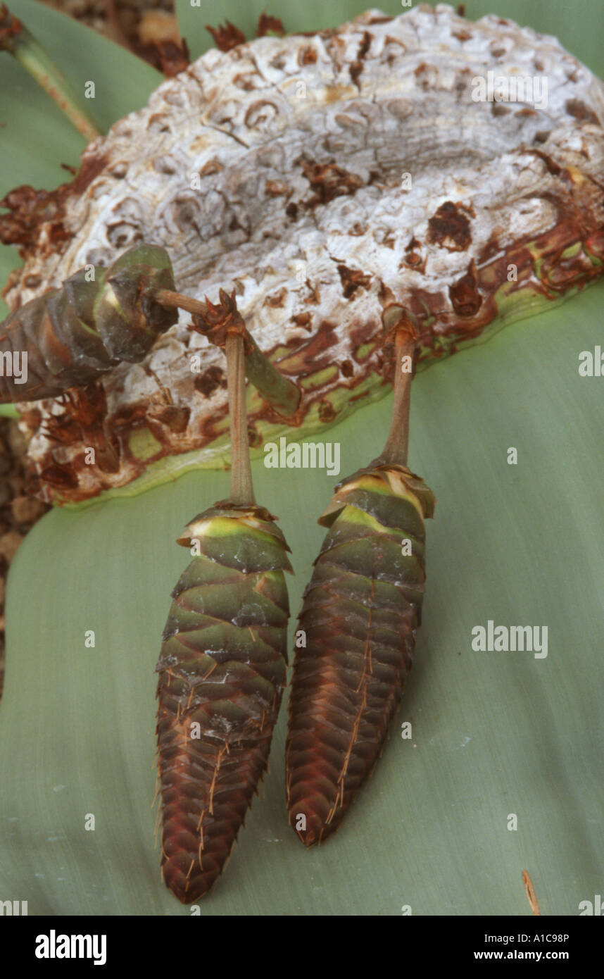 Baum Tumbo, Tumboa, Welwitschia (Welwitschia Mirabilis), weiblichen Zapfen Stockfoto