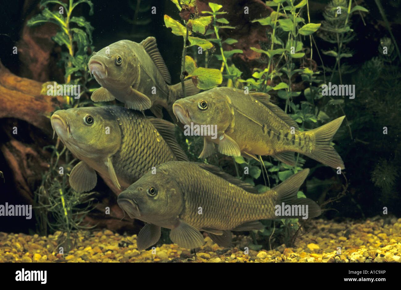 Pupfishes (Cyprinodontidae), Rassen Stockfoto