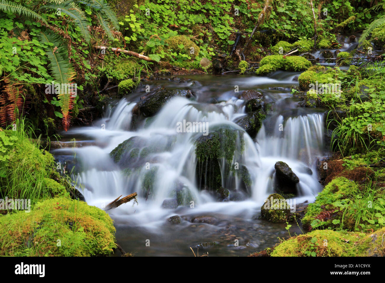 Wasserfall in Quinault Valley, USA, Washington, Olympic Nationalpark, Quinault Tal Stockfoto
