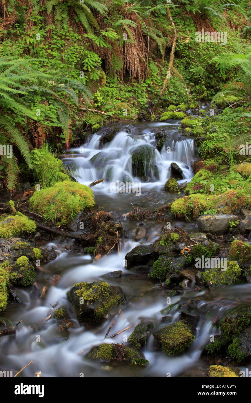 Wasserfall in Quinault Valley, USA, Washington, Olympic Nationalpark, Quinault Tal Stockfoto