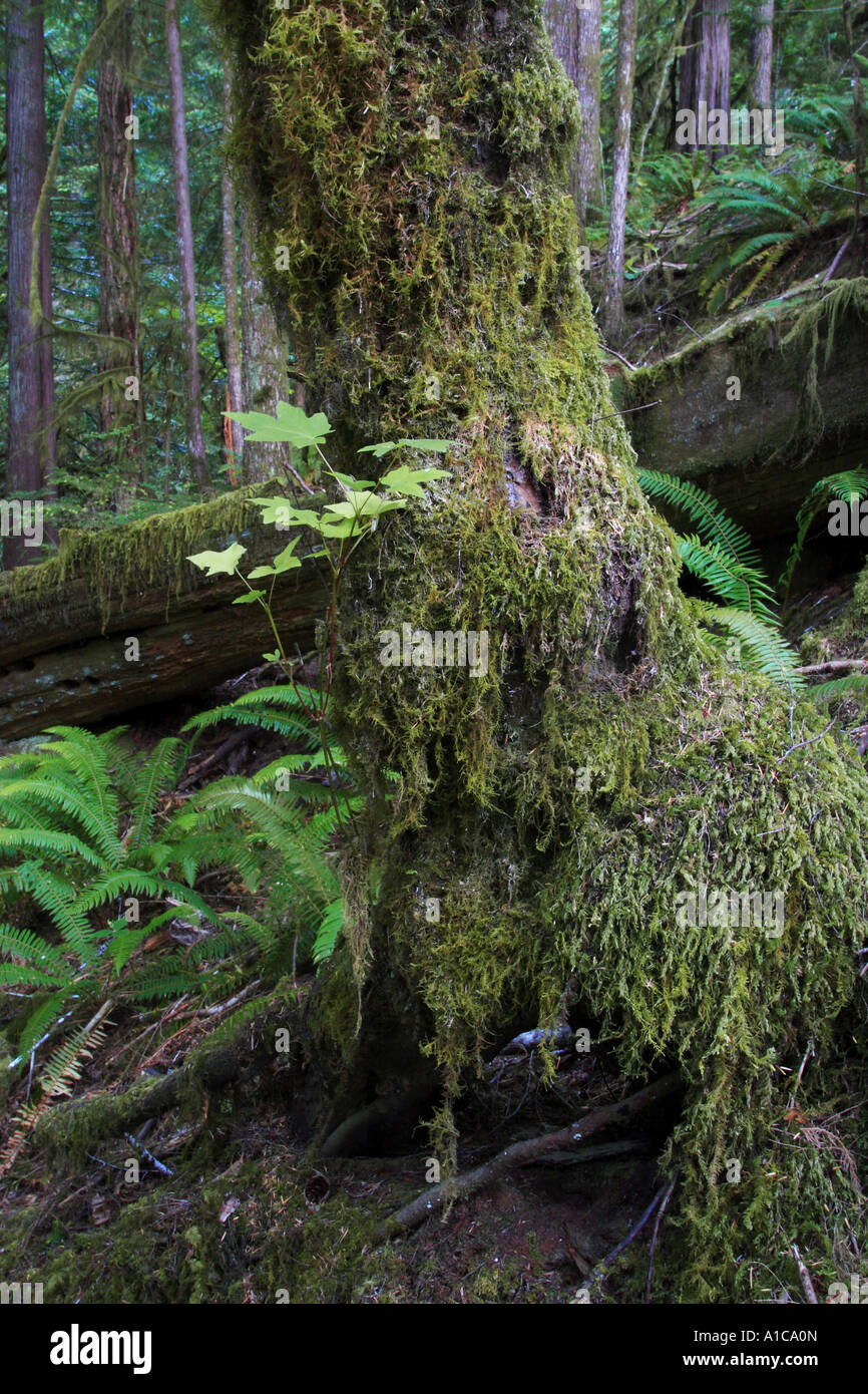 subtropischen Regenwald, USA, Washington, Olympic Nationalpark Stockfoto