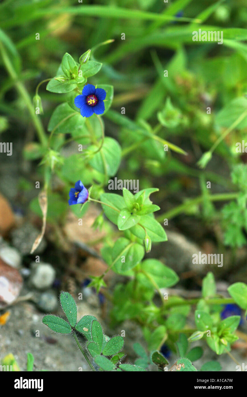 gemeinsamen Pimpernel, Scarlet Pimpernel, Arme-Leute Weatherglass (Anagallis Arvensis), Form mit blauen Blüten Stockfoto
