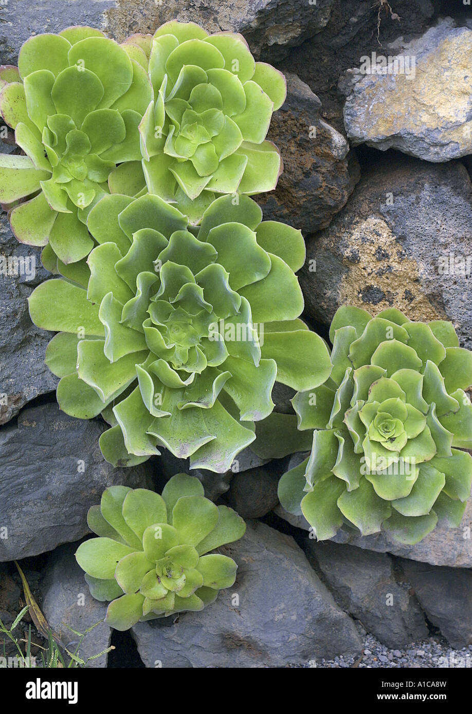 Pin-Rad (Aeonium Haworthii), endemische Arten, Spanien, Teneriffa Stockfoto